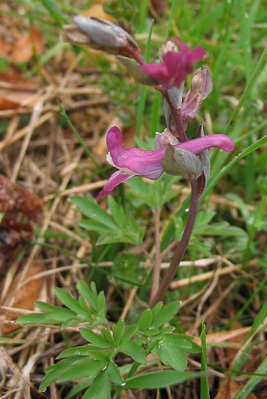 Alcune Corydalis